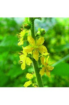 Aigremoine Elixirs Floraux 