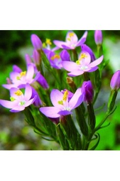 Centaurée Elixirs Floraux 