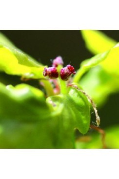 Chêne Elixirs Floraux 