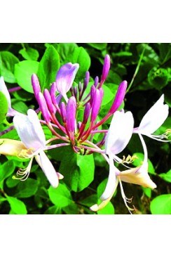 Chèvrefeuille Elixirs Floraux 