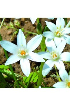 Dame d'onze heures  Elixirs Floraux 