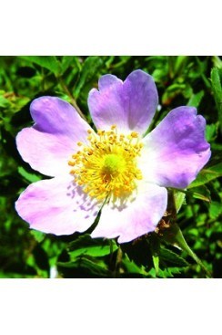 Eglantine Elixirs Floraux