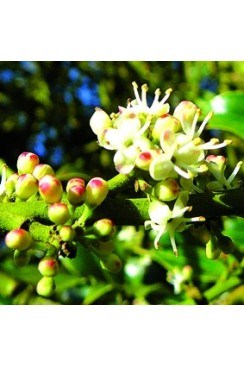 Houx  Elixirs Floraux
