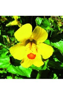 Mimule Elixirs Floraux 