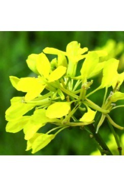 Moutarde Elixirs Floraux 