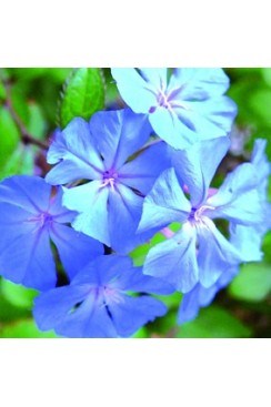 Plumbago Elixirs Floraux 
