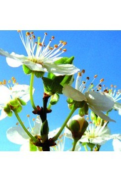 Prunus Elixirs Floraux 